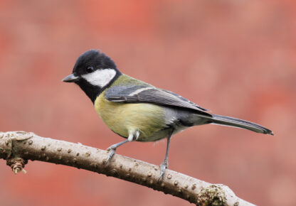 Dawn Chorus Walk and Breakfast - 11 May 2025