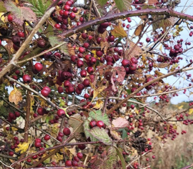 Wild Food Community Morning - 16 November 2025