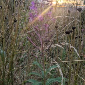 Nature Care Group First Meeting - 21 March 2026