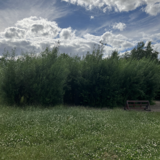 Family Volunteering Session - General Woodland Maintenance - 29 August 2026