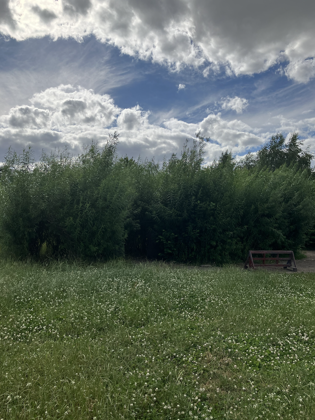 Family Volunteering Session - General Woodland Maintenance - 29 August 2026