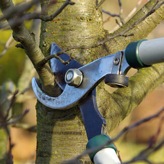 Volunteering Session - Stone Fruit Tree Pruning Training - 1 August 2026
