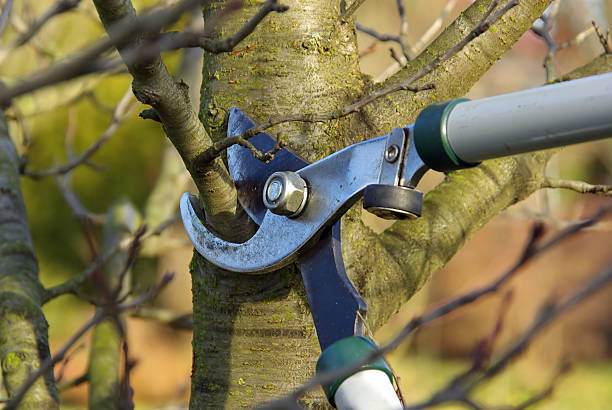 Volunteering Session - Stone Fruit Tree Pruning Training - 1 August 2026