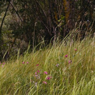 Volunteering Session - Botanical Survey and Habitat Enhancement Walk - 2 August 2026