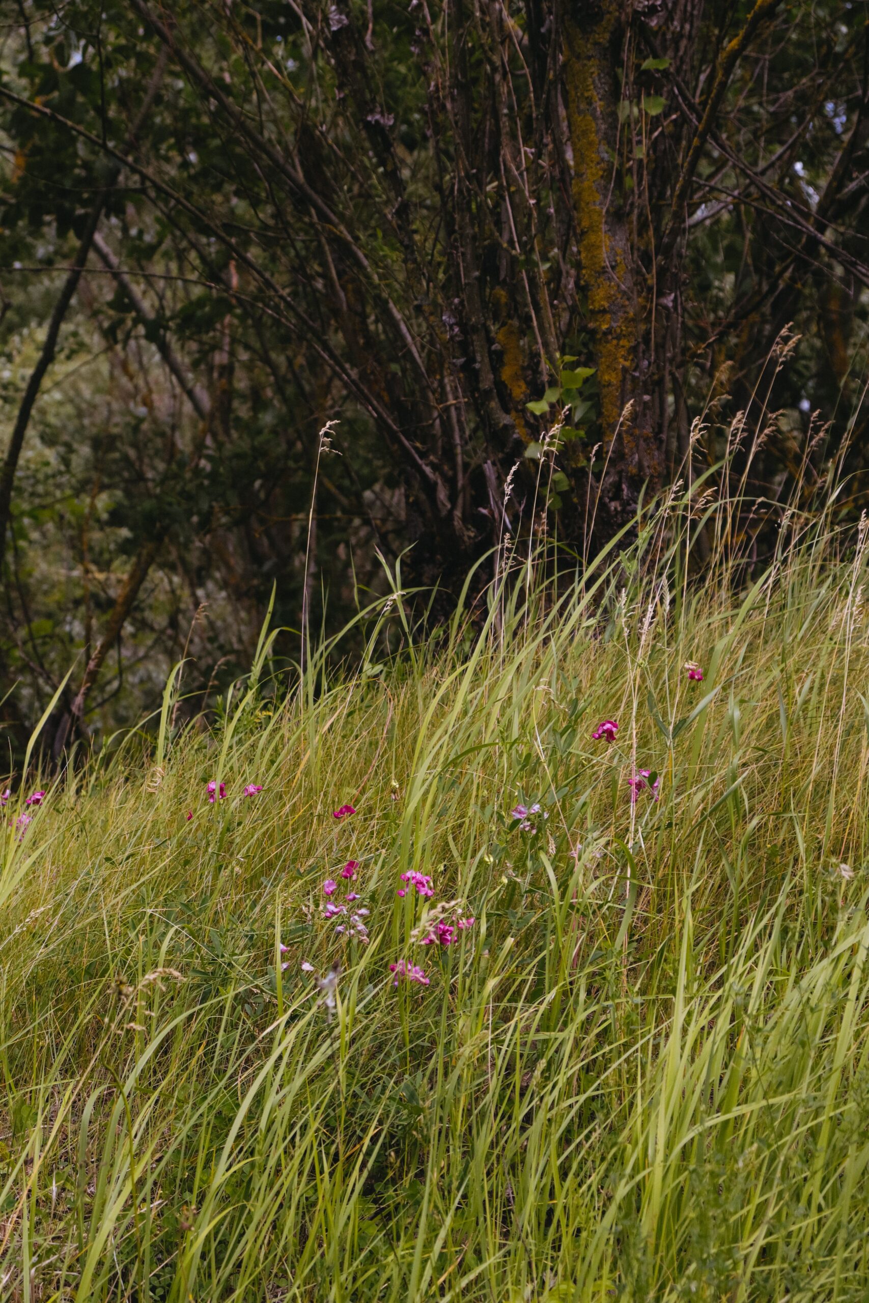 Volunteering Session - Botanical Survey and Habitat Enhancement Walk - 2 August 2026