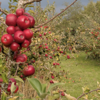 Apple Afternoon at Whistlewood - 27 September 2026