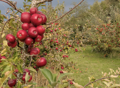 Apple Afternoon at Whistlewood - 27 September 2026
